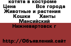 котята в костроме › Цена ­ 2 000 - Все города Животные и растения » Кошки   . Ханты-Мансийский,Нижневартовск г.